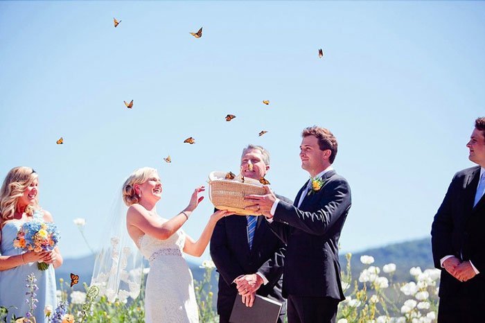 lacher-papillons-vivants
